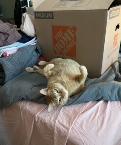 FELIWAY Classic Cat Calming Pheromone Travel Spray (20 mL) 1.8"L x 1.8"W x 3.8"Th 35 716UOLSSPLL