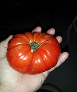 BalsaCircle 54-Inch x 120 feet White Large Net Tulle Fabric by the Bolt - Wedding Party Decorations Sewing DIY Crafts Costumes 32 716VLVgywYL