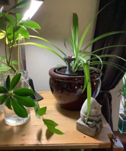 G & F Products MiniGardenn 10027 Fairy Garden Polyresin Miniature, Cardinal Birdbath Pick 22 716ZdUPhGSL 3