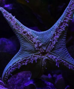 Wasabi Power Battery for Sony NP-FW50 (Compatible with ZV-E10, Alpha a7, a7 II, a7R, a7R II, a7S, a7S II, a5000, a5100, a6000, a6300, a6500, NEX-5T, Cyber-Shot DSC-RX10 III and More) 15 716d0JcTDcL