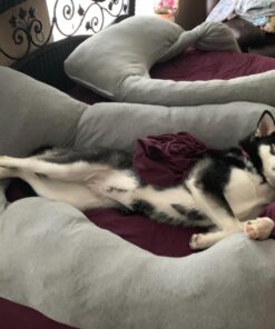 Pregnancy Pillow, Full Body Maternity Pillow with Contoured U-Shape by Bluestone, Back Support 60 x 35 x 7" Pillow & Pillowcase White 41 716fzdwZiqL