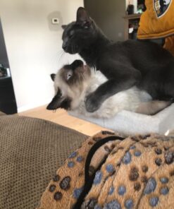 FELIWAY MultiCat Calming Pheromone, 30 Day Refill - 1 Pack 26 716grMNzHxL