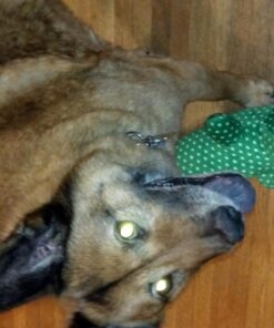 Purina Pro Plan Senior Dog Food With Probiotics for Dogs, Bright Mind 7+ Chicken & Rice Formula - 16 lb. Bag 16.00 Pound (Pack of 1) 34 716hc4y2UDL 1