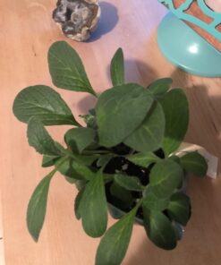 Seed Needs, Edible Wildflower Seed Packet Collection (7 Varieties of Flower Seed for Planting) Non-GMO & Untreated - Includes Viola, Pansies, Chives, Borage, Calendula, Nasturtium and Bee Balm 36 716j1FZtTjL