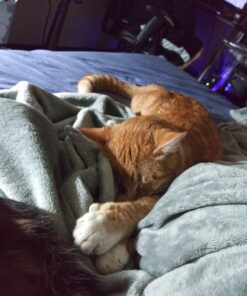 Purina ONE Natural Cat Food for Hairball Control, +PLUS Hairball Formula - 16 lb. Bag Chicken 16.00 Pound (Pack of 1) 38 716lGRGbzwL