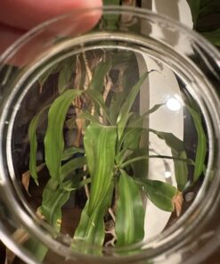 Pure Gellan Gum F - Low Acyl ⊘ Non-GMO Vegan OU Kosher Certified - 50g/2oz 13 716oh173h5L