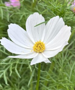 Seed Needs, Large 2.1 Ounce Package of 7,000+ Crazy Mix Cosmos Seed Mixture for Planting (Cosmos Bipinnatus Butterfly Attracting Cosmos Mixture) 10+ Varieties Open Pollinated - Bulk Large Pack (7,000 Seeds) 46 716pUfmioGL