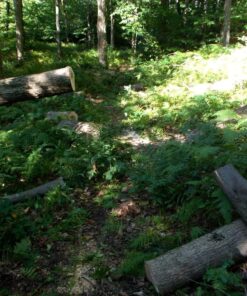 Greenworks 40V 16" Brushless Cordless Chainsaw (Great For Tree Felling, Limbing, Pruning, and Firewood / 75+ Compatible Tools), 4.0Ah Battery and Charger Included 16" (4.0Ah) Gen 1 60 716qITJZETL