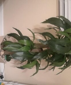 Nearly Natural 6648 4ft. Corn Stalk Dracaena Silk Plant (Real Touch),Green 37 716uEhwB L