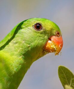 Alternative view of Tamron Auto Focus 70-300mm f/4.0-5.6 Di LD Macro Zoom Lens for Canon Digital SLR Cameras (Model A17E) Standard Packaging