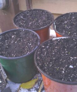 12 Culinary Herb Seeds Assortment - Non-GMO Herb Garden Starter Set - Grow Cooking Herbs: Parsley, Thyme, Cilantro, Basil, Dill, Oregano, Sage & More 55 7173yEW3vL 3