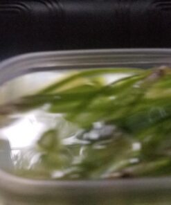 Jungle Vallisneria Rooted Plants 15-20 inches Tall - Easy Background Aquarium Plants 35 7175nv0cthL