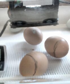 IncuView™ 3 Pro All-in-One Automatic Egg Incubator w Built-in Egg Turner, Incubator Warehouse, Countdown Hatch Timer, Auto-Off Egg Turner, Universal Egg Turner, Quail - Goose, 2022 34 71791oJsqLL