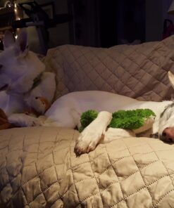 KONG - Cozie Ali Alligator - Indoor Cuddle Squeaky Plush Dog Toy - For Medium Dogs Standard Packaging 42 717CKqVeK1L