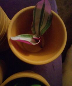 FATPLANTS 10 Living Succulent Cuttings 68 717CtMncsEL