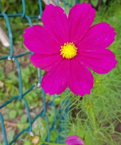 Cosmos Seeds Wildflower Mixture - Bulk 1 Ounce Packet - Over 5,000 Seeds - Pink, Yellow, Orange, Red, Purple and White Mixed Species! 1 Ounce Pouch 44 717D6D tydL