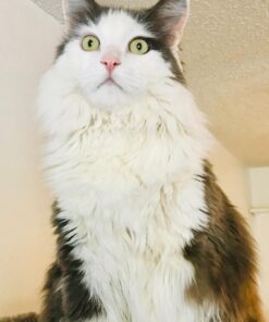 Meow Mix Tender Centers Dry Cat Food, Salmon & Chicken, 13.5 Pound Bag 13.5 Pound (Pack of 1) 36 717Dkbko6L