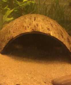 SunGrow Coconut Aquarium Shrimp Cave, Small Fish Tank Aquarium Decorations Accessories, Comfortable Shelter and Breeding Area for Crustaceans, Fish Hideout Aquarium Décor for Spawning 24 717DoABrIL