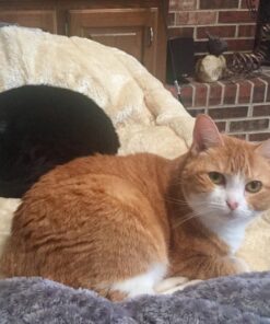 Kitty Shack - 2 in 1 Tube Cat Mat and Bed, Pet Accessories 45 717G0dwZRwL