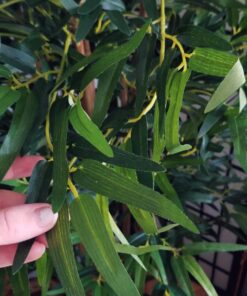 Nearly Natural 5179 5ft. Bambusa Bamboo Silk Tree, 60in. , Green 60 in 50 717I8Wv9CwL