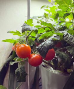 AeroGarden Red Heirloom Cherry Tomato Seed Pod Kit for AeroGarden Hydroponic Indoor Garden, 6-Pod 44 717JECT7jL