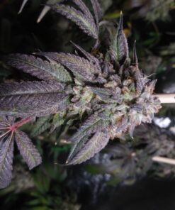 Fox Farm Liquid Plant Fertilizer: Big Bloom, Grow Big, Tiger Bloom (Pack of 3-16 oz. Bottles) 1 Pint Each + Twin Canaries Chart & Pipette 23 717NecY52xL