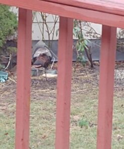 Petfactors Heated Pet Bowl, Outdoor Pet Thermal Water Bowl, Dog Cat Heated Water Bowl with 69 Inch Chew Resistant Cord and Waterproof ON/Off Switch Camouflage 28 717PWt6pd8L