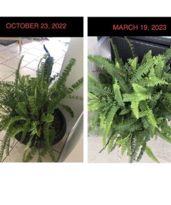 Jobe’s 05101, Fertilizer Spikes, For Fern & Palm, 30 Spikes 24 717U7TedpRL