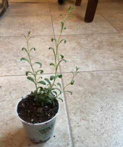 English "Vera" Lavender Seeds for Planting, 1000+ Seeds Per Packet, (Isla's Garden Seeds), Non GMO & Heirloom Seeds, Botanical Name: Lavandula angustifolia, Great Herb Garden Gift 29 717UixldydL