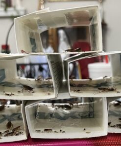 Max Catch 72 Pack Professional Strength - Mouse, Rat & Pest Glue Scented Sticky Trap for Rodents and Insects - Ready to Use Indoors - Non Toxic, No Mess, Easy Cleanup Mice Trap by Catchmaster 26 717WvYpvceL 2