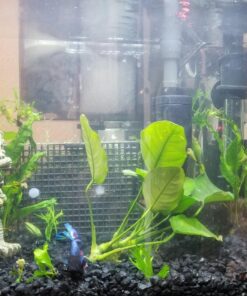 Luffy Decorative Wall or Floor Mesh Kit, 2 Pieces 46 717ZLiCxZrL