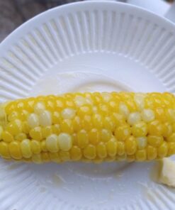 Seed Needs, 230+ Peaches & Cream Sweet Corn Seeds (Zea mays) Untreated and Non-GMO Bulk 43 717aWo0U9L