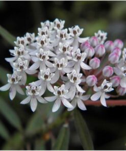Seed Needs, Milkweed Seed Packet Collection to Attract Monarch Butterflies (6 Individual Seed Varieties to Plant) Heirloom & Untreated Seeds 6 Pack 28 717aeXqrdpL