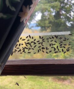 Window Fly Traps by Catchmaster - 12 Count, Ready to Use Indoors. Insect, Bugs, Fly & Fruit Fly Glue Adhesive Sticky Paper - Waterproof Easy Application Ready Disposable Non-Toxic 12 Traps 24 717fmuUj7L 1