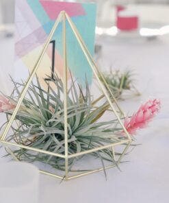 Air Plants Tillandsia Assortment 10 Pack Easy Houseplants for Beginners Small to Medium 1.5"-6"+ 26 717h0x1N2L