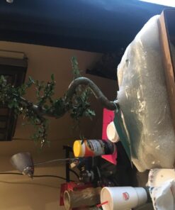 Brussel's Live Chinese Elm Outdoor Bonsai Tree - 5 Years Old; 6" to 8" Tall with Decorative Container Small CERAMIC POT 56 717jqGnNdL