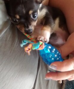 Petstages Mini Dental Chew Starter Pack for Puppies - 3 Pack Mini Chew 3 Pk 36 717kkCtsQqL