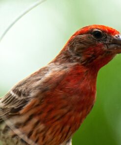 Large Clear Window Bird Feeder - Extended House with Strong Suction Cups - Steel Perch Sliding Feed Seed Tray - See Through Transparent Big Birdhouse - Wild Finch, Cardinal, Blue Jay - Cool Cat Gift 67 717ltTjD2gL