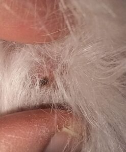 MG Chemicals 403A 134A Super Cold Spray, 400g (14 oz) Aerosol Can 14 ounces 11 717luRibutL