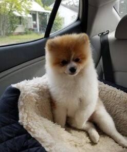 Andis 65730 Stainless-Steel Comb for Knots, Mats & Loose Hair Removal - Effective Dematting Tool, Comfortable, Lightweight, Portable & Safe for Dogs, Cats & Pets – Silver, 7-1/2-Inch 7 1/2" 24 717m7FPVX4L 1