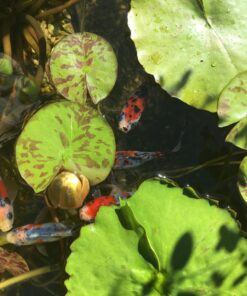 Summit Clear-Water Barley Straw Pond Treatment, 2-Pack, Treats upto 2000 Gallons, 1000 Gallons per Bale Treats 2000 Gallons 34 717miDPQLJL