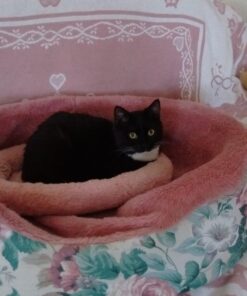 Blue Buffalo Cat Food, Natural Chicken Recipe, Wilderness High Protein, Adult Dry Cat Food, 12 lb bag 12 Pound (Pack of 1) 36 717nZodcl7L