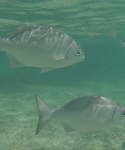 Zonman DSLR Camera Univeral Waterproof Underwater Housing Case Pouch Bag for Canon Nikon Sony Pentax Brand Digital SLR Cameras Transparent 49 717pf7UKKL