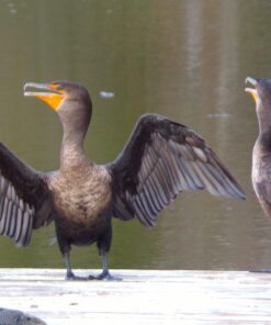 KODAK PIXPRO Astro Zoom AZ421-WH 16MP Digital Camera with 42X Optical Zoom and 3" LCD Screen (White) White Camera Only 45 717s8vSQMSL