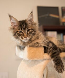 Go Pet Club Classic Cat Tree, Faux Fur Finish, Sisal Rope Scratcher, 62"H, Beige 56 717ue0Q8a6L