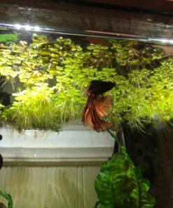 12 Water Spangles (Salvinia Minima), Live Aquarium/Aquatic/Floating/Pond/Freshwater Plant by G&Z 28 717vGKQefL