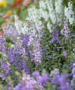 Nikon D3200 24.2 MP CMOS Digital SLR with 18-55mm f/3.5-5.6 Auto Focus-S DX VR NIKKOR Zoom Lens (Black) (OLD MODEL) Black w/ 18-55mm Base 77 717x3Y7CDYL