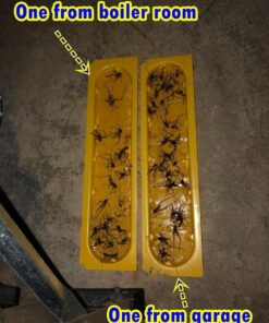 EATON J T 844 4PK Crick/Spid GlueTrap 24 7180djFUzFL