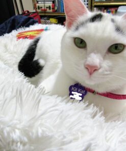 Chanasya Premium Solid Faux Long Fur Throw Blanket - Soft, Fuzzy Throw Blanket - for Bed or Couch - 50" x 65” - White 50x65 Inches A(white) 31 7182idRWppL