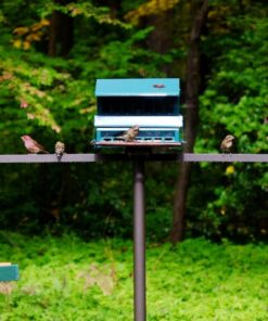 Woodlink Going Green Platform Bird Feeder Model GGPLAT 44 7183hdeSwXL